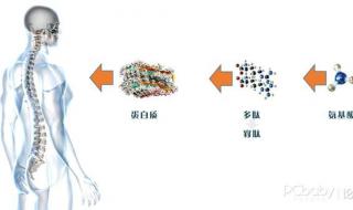 胶原蛋白片哪个牌子最好